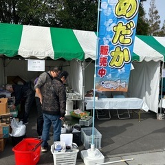 河内　イルミネーション　めだか掬い開催の画像