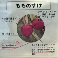 朝採りもものすけ　サラダかぶ
　の画像