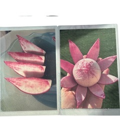 朝採りもものすけ　サラダかぶ
　の画像