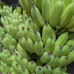 大人気！たくさん売れてます。ドワーフナムワ（ 低い高さで実がなる アップルバナナ） 苗 の画像