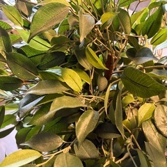 フェイクグリーン　大型の画像