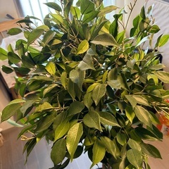 フェイクグリーン　大型の画像