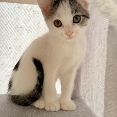 【あなただけを待っています。ちょっぴりシャイな「白キジ」の女の子。】