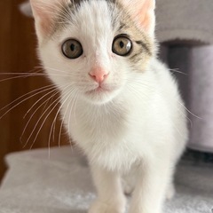 里親募集【あなただけを待っています。ちょっぴりシャイな「白キジ」の女の子。】 - 志摩市
