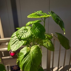 ウンベラータの画像