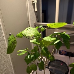 ウンベラータの画像