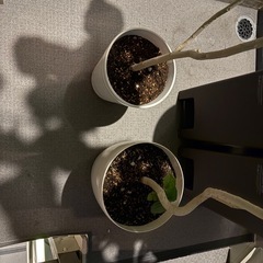 ウンベラータの画像