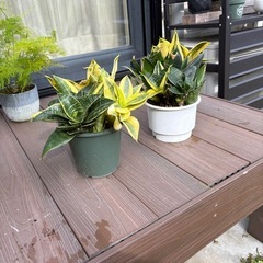 観葉植物の画像