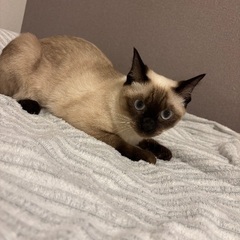 シャムちゃん(メス)1歳前後