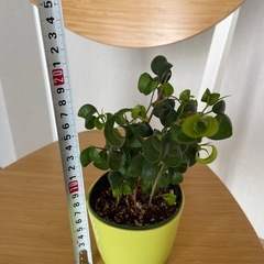 『観葉植物』ベンジャミンバロック／鉢付きの画像