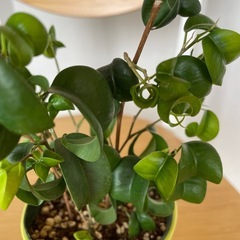 『観葉植物』ベンジャミンバロック／鉢付きの画像