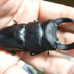 奈良県産オオクワガタ F6 ♂73.5ミリ ♀44.3ミリ ペアの画像