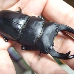 奈良県産オオクワガタ F6 ♂73.5ミリ ♀44.3ミリ ペアの画像