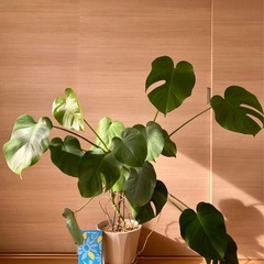 観葉植物　モンステラの画像