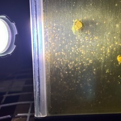 カワニナ、ミジンコ、スジエビ、セット、1000円
の画像