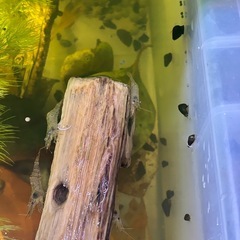 カワニナ、ミジンコ、スジエビ、セット、1000円
の画像