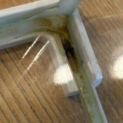 爬虫類　両生類　昆虫　ガラスケース　グラスゾーン　20㎝の画像