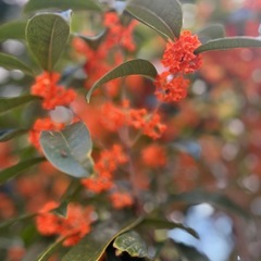 キンモクセイ、オレンジの花、10センチ100円
の画像