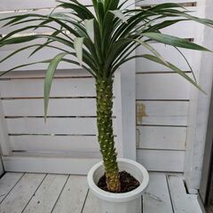 ユッカ２点セットの画像