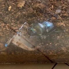 ニジイロクワガタ　オスメス　ペア　プロゼリーの画像