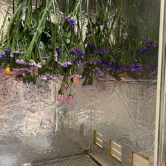 ドライフラワー製造機の画像