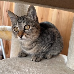 🐱 子猫の里親さんを募集しています【4ヶ月くらい／元気いっ…