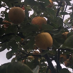 　柿　渋柿　干し柿用　
30個の画像