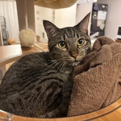 キジトラ(オス)1歳前後