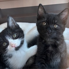 とっても元気なブラックスモーク兄妹