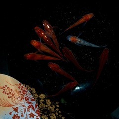 決まりました。紅龍メダカ　♂4  ♀6        11/2の画像