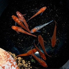 決まりました。紅龍メダカ　♂4  ♀6        11/2の画像