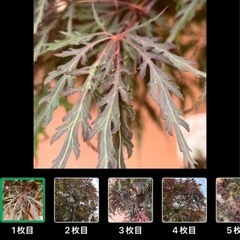 もみじ　ノムラモミジの画像