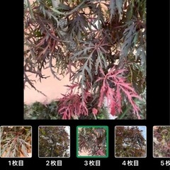 もみじ　ノムラモミジの画像