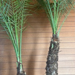 フェニックスロベレニー(2本立)②の画像