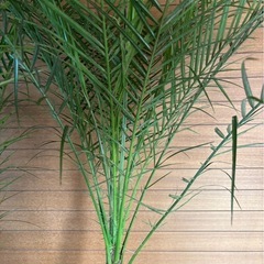 フェニックスロベレニー(2本立)②の画像