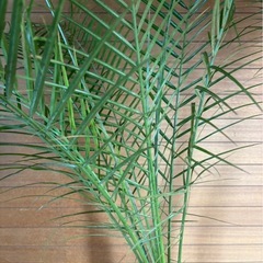 フェニックスロベレニー(2本立)②の画像