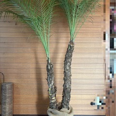 フェニックスロベレニー(2本立)②の画像