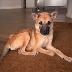 ❤️約3ヶ月の子犬里親緊急募集