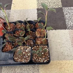 ホンコンシュスランの画像