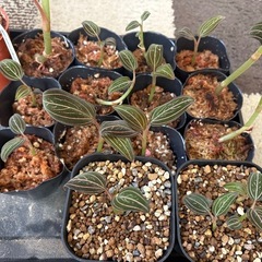 ホンコンシュスランの画像