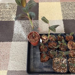 ホンコンシュスランの画像