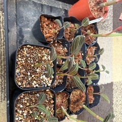 ホンコンシュスランの画像