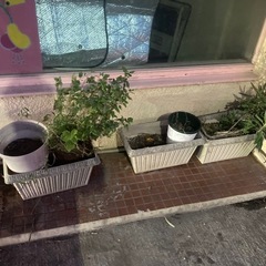 無料0円　いつでもお持ち帰り下さいの画像