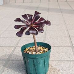 アエオニウム欲しい方！の画像