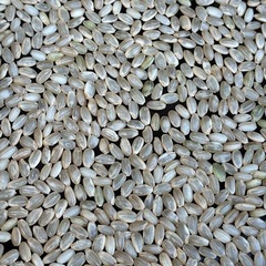 玄米　30kg　の画像