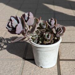 多肉植物　胡蝶の舞の画像