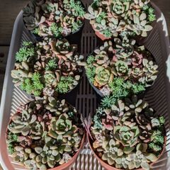 多肉植物寄せ植えの画像