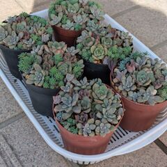 多肉植物寄せ植えの画像
