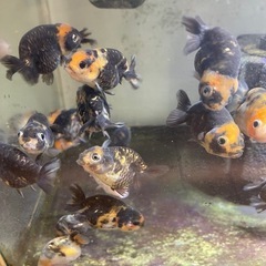 江戸錦（中国産）ランダム10匹　動画有りの画像