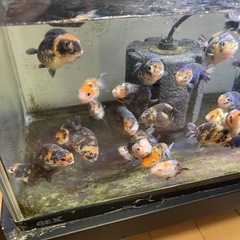 江戸錦（中国産）ランダム10匹　動画有りの画像